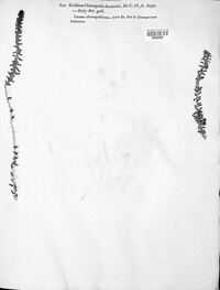 Aecidium chenopodii-fruticosi image